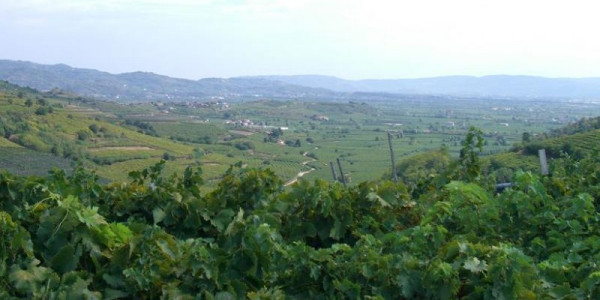 Monteforte ed i suoi sapori (2^ parte)