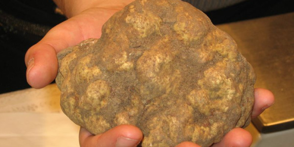 Il Tartufo Bianco di S. Miniato (PI)
