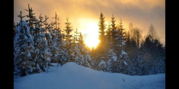 Laika Arctic Experience - Day 31