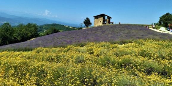 Dalla lavanda alla Paramount Picture