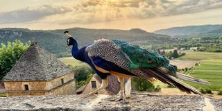 Estate 2026 - viaggio in Dordogna