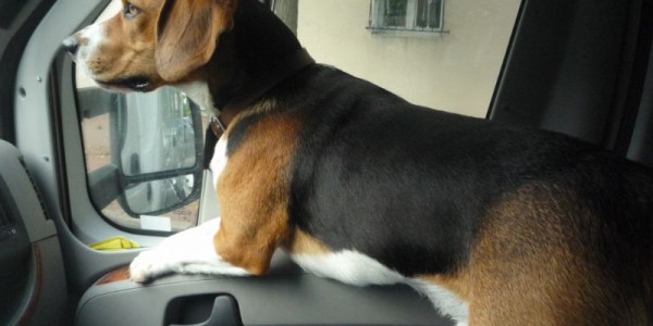 PeterCan, un beagle veronese in Norvegia