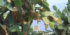 Ottobre nella Sicilia Occidentale