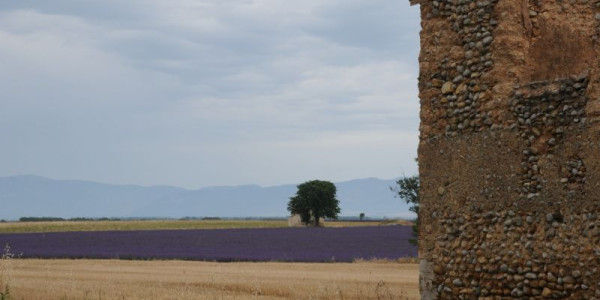 Ritorno in Provenza, fra i campi di lavanda 
