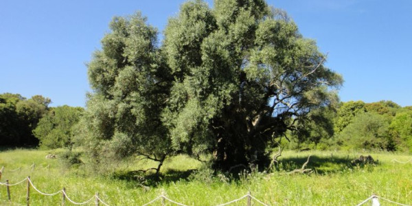Sardegna  