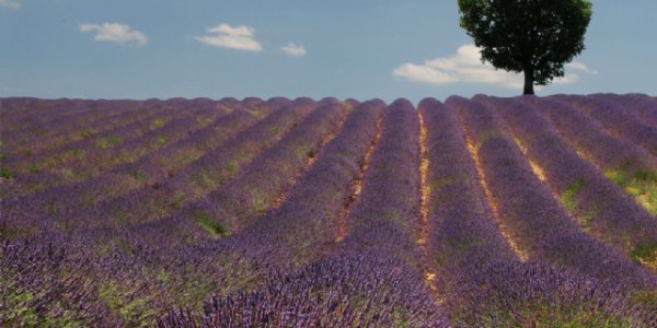 Alta Provenza