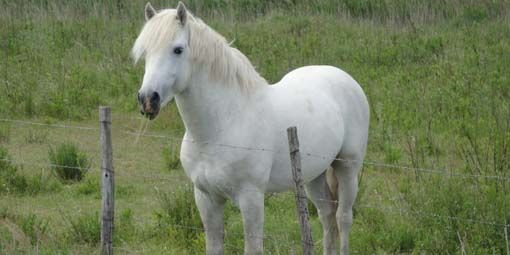 Camargue: la festa dei gitani