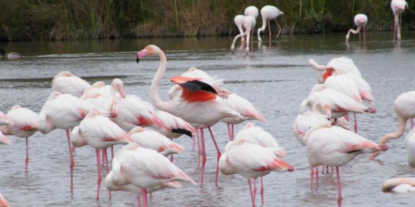 La Camargue, finalmente