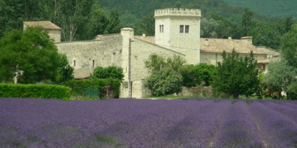 Lavande en fleur