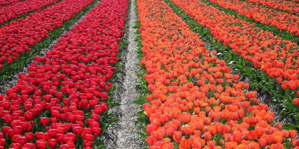 Olanda