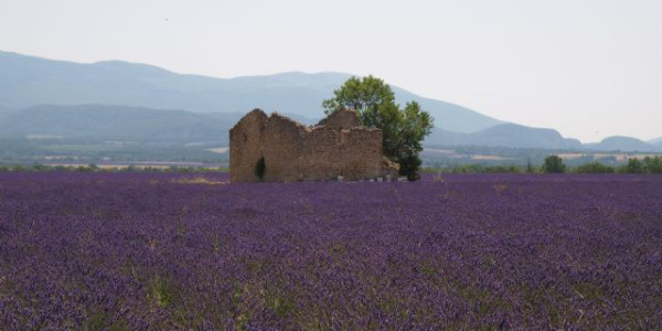 Lavanda 2015
