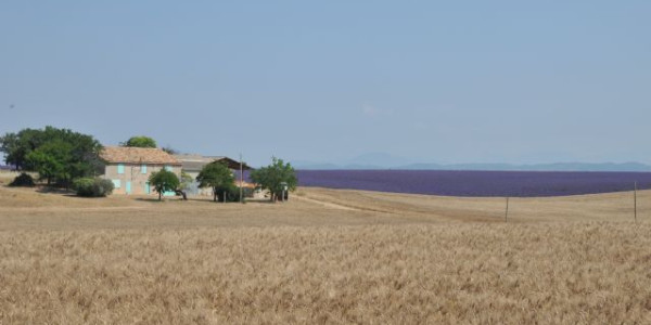 A zonzo fra lavanda e Alpi Francesi - 2016