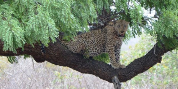 Sudafrica 2016