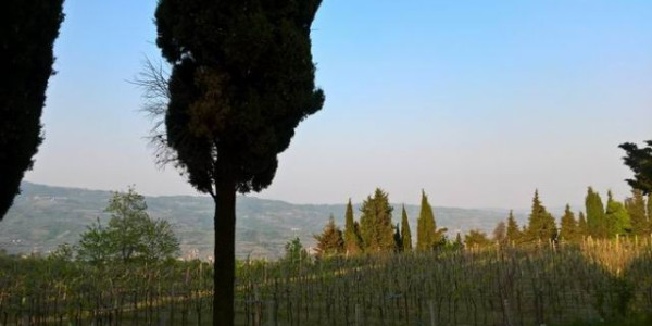 Un ponte tra vigneti... e Prosecco