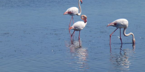Camargue e dintorni