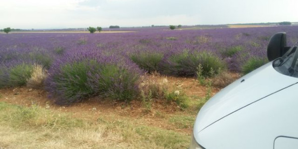 Provenza e Camargue 2017 