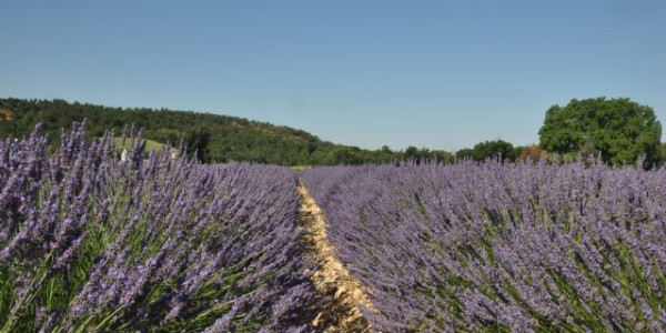 Parc Naturel Regional du Verdon e Luberon
