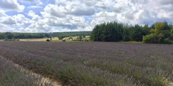 Campi di lavanda in Agosto - possibile!