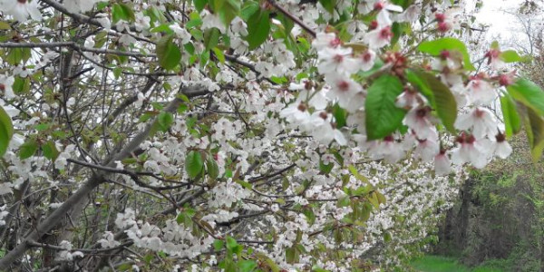 La fioritura dei ciliegi a Vignola