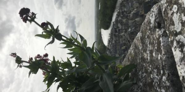 Castelli della Loira 2019