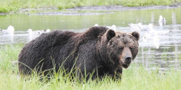 Natura nel Grande Nord in camper - Parte I