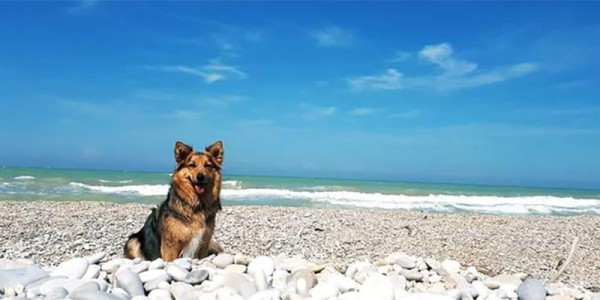 I migliori camping village italiani per le vacanze Pet Friendly