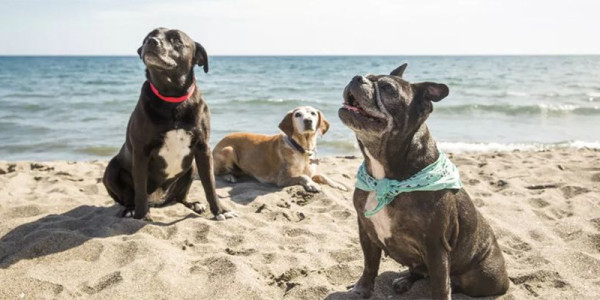 I campeggi Pet Friendly