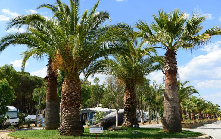 Camping Onda Azzurra