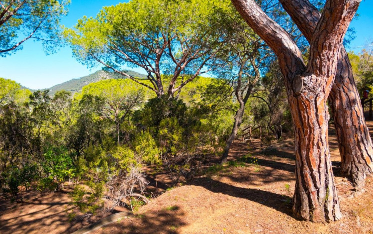 Camping Lacona Pineta