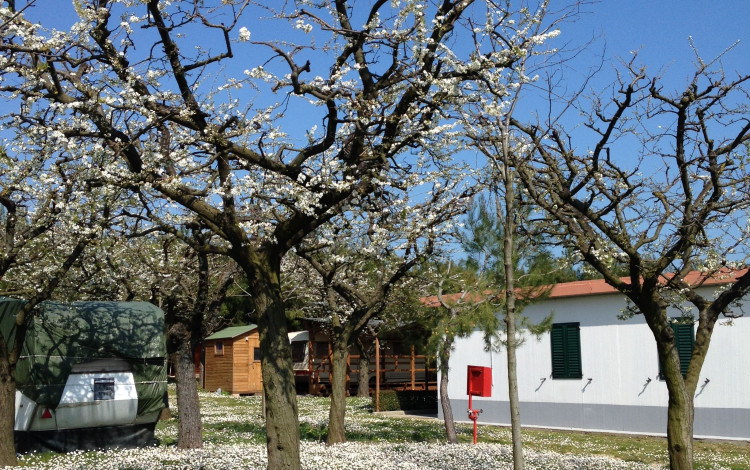 Camping Il Frutteto