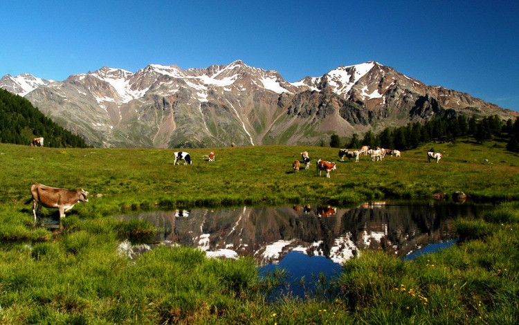 Camping Val di Sole