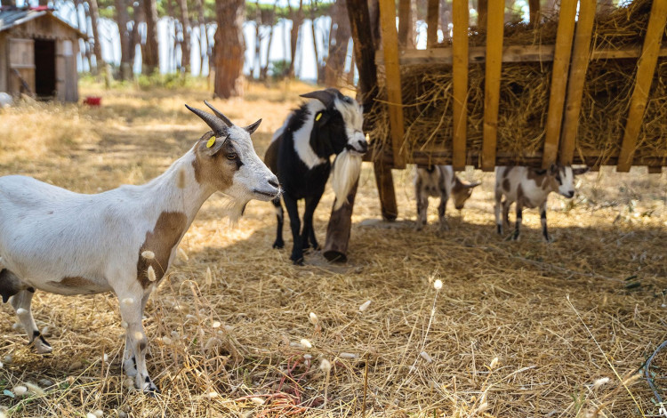 Camping Village Isola Verde