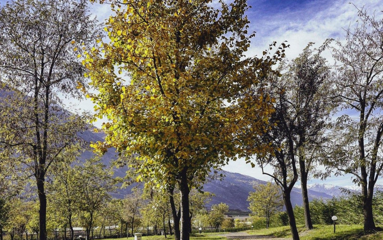 Lazy Bee camping village - La Pinsa