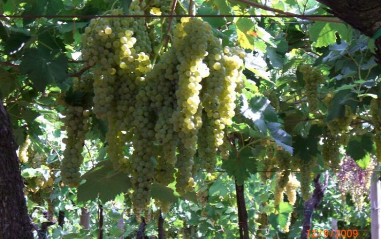 Monteforte ed i suoi sapori (1^ parte)