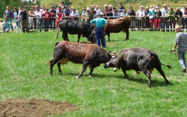 Tour delle Alpi