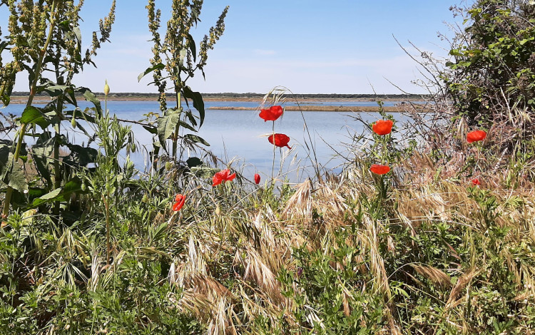 La Camargue italiana