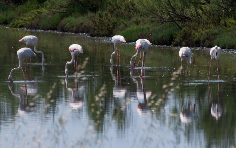 La Camargue italiana