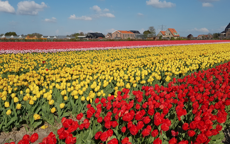 Olanda 2022