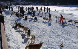 A Cogne con i cani da slitta