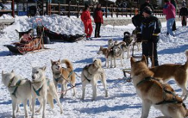A Cogne con i cani da slitta
