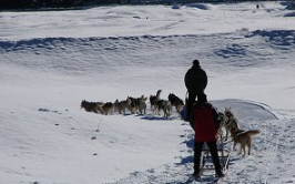 A Cogne con i cani da slitta