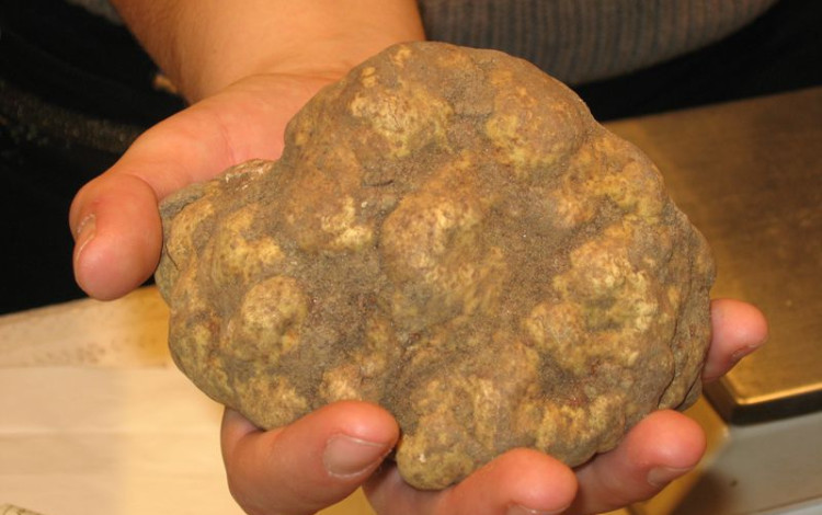 Il Tartufo Bianco di S. Miniato (PI)