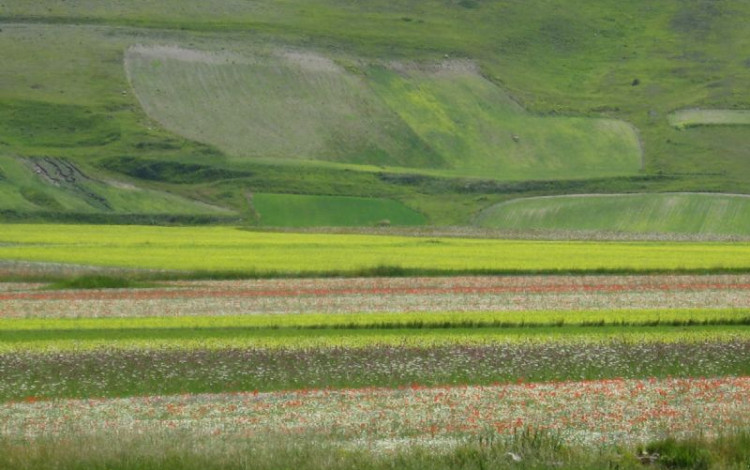 Castelluccio di Norcia