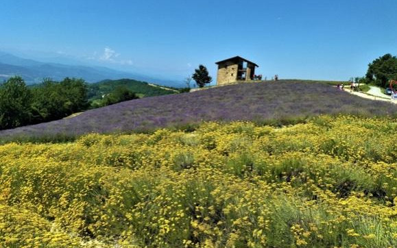 Dalla lavanda alla Paramount Picture
