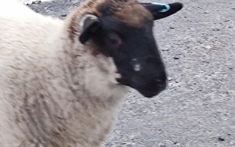 Scozia e un po' di Inghilterra in camper