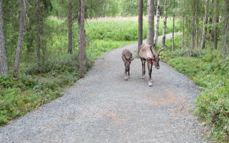 Finlandia in camper: il piccolo sentiero dell'Orso