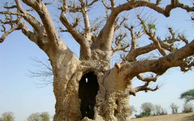 Il grande sogno Africano
