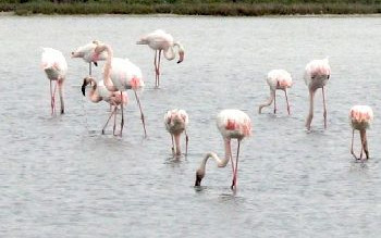 Camargue
