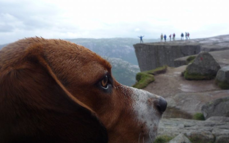 PeterCan, un beagle veronese in Norvegia