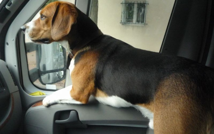 PeterCan, un beagle veronese in Norvegia